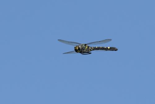 Macromia splendens